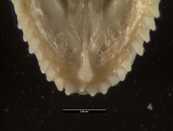 Media type: image;   Herpetology R-59248